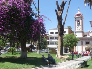 In the main plaza of Cochabamba a purple-pink bougainvillea vine growing up a trees has survived while its support tree has died decades ago, the vine turning into a free standing tree 200 years old.